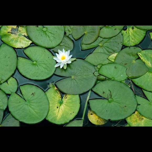 4lilypadlanding